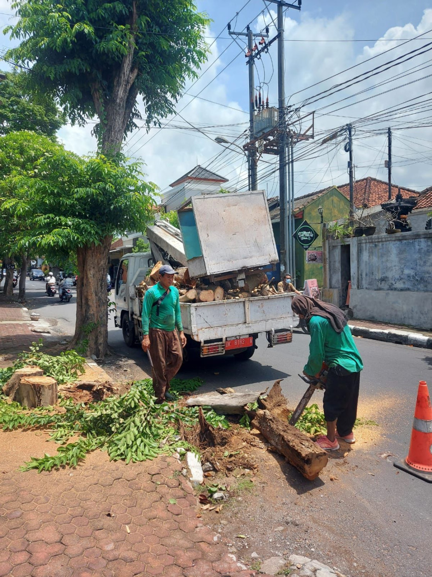 DLHK Kota Denpasar Pangkas Pohon Keropos di Kelurahan Sumertag